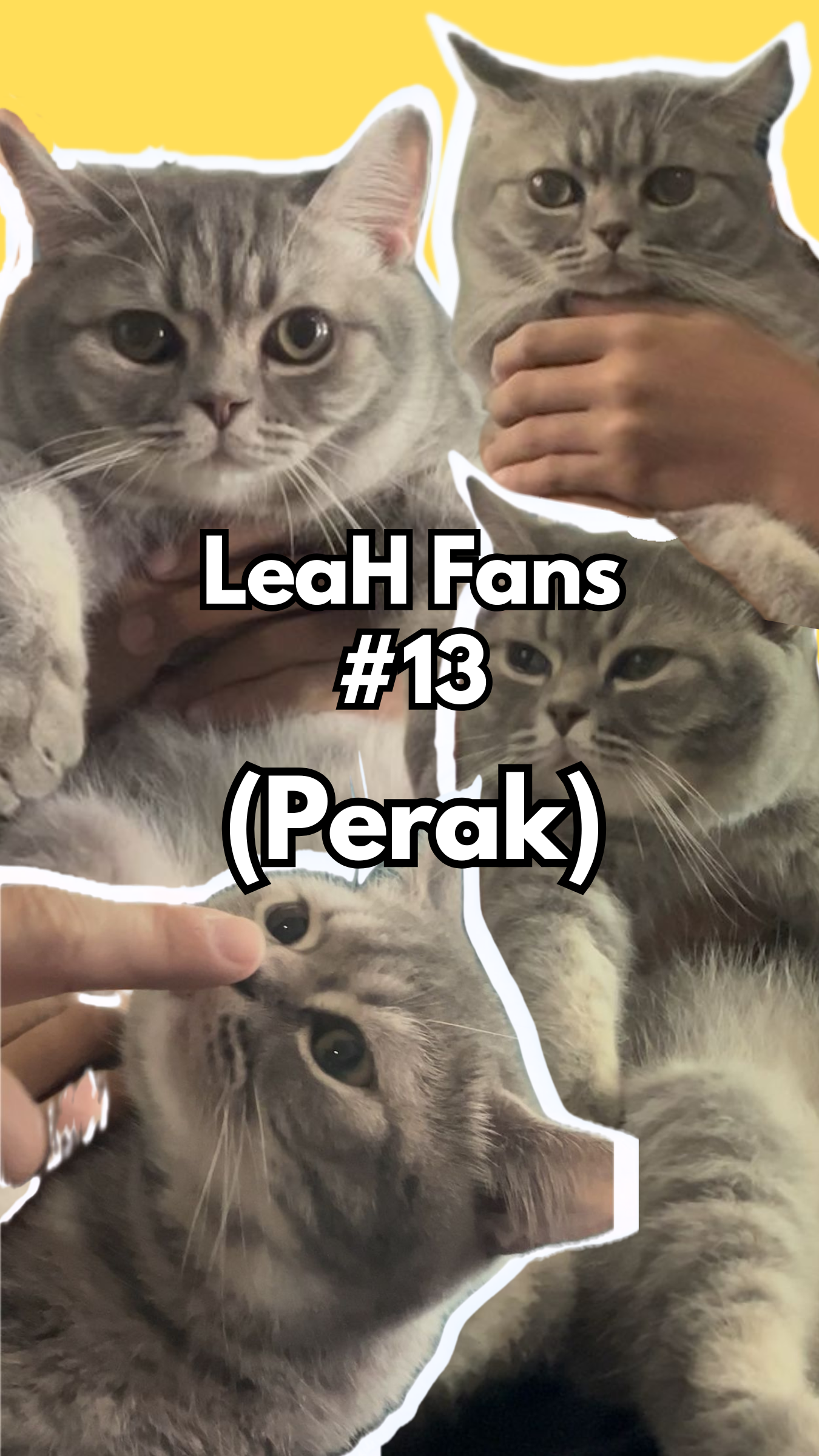 From Diarrhea and Poor Appetite to Visible Weight Gain: This Cat Looked Bigger After Switching to LeaH