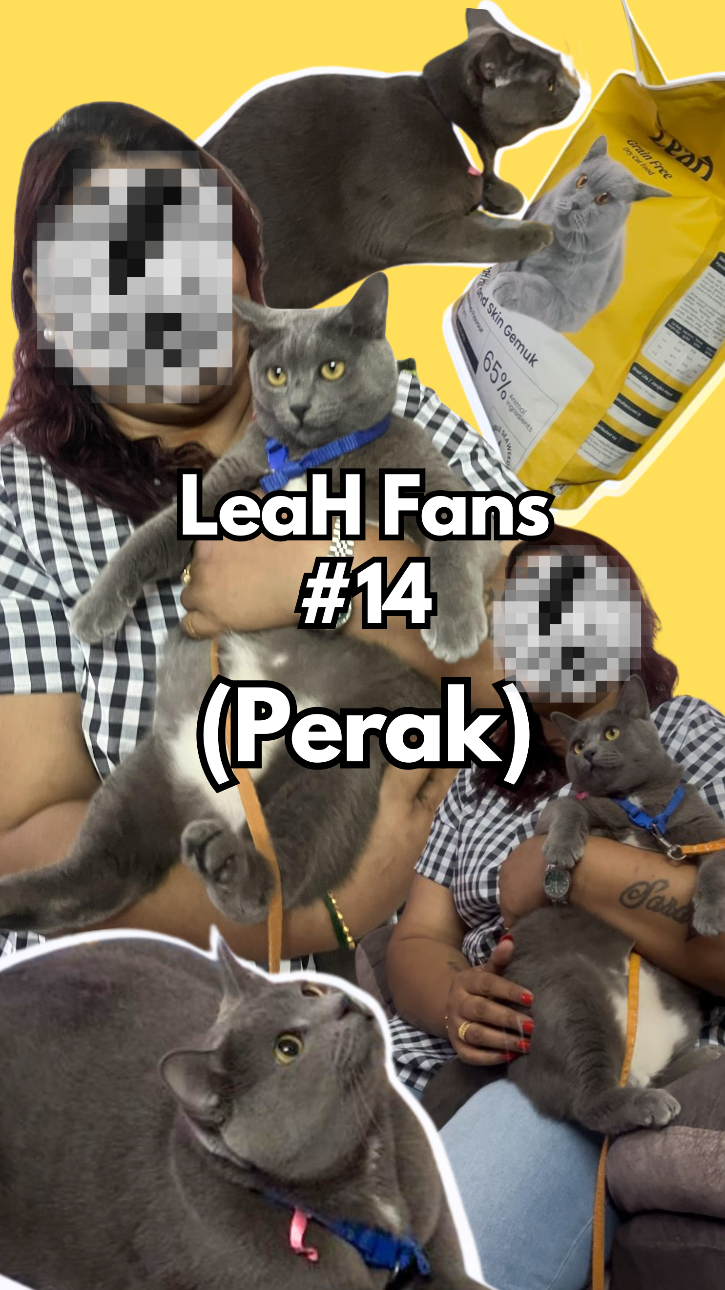 From Small Body to Chubby Cheeks: This Cat Looked Bigger After 1 Month on LeaH